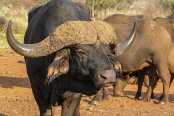 Buffalo Bull, Botswana