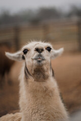 Obraz premium Chile, Santiago was seen a llama