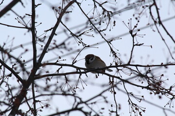 blackbird on a branch