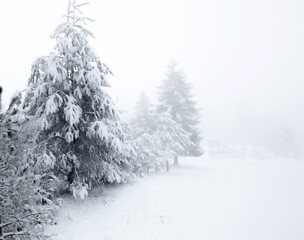 snow covered pine tree in fog