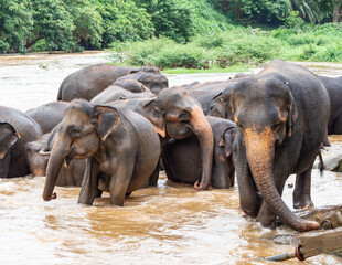 Fototapeta na wymiar Elephants in Pimmawala Sri Lanka