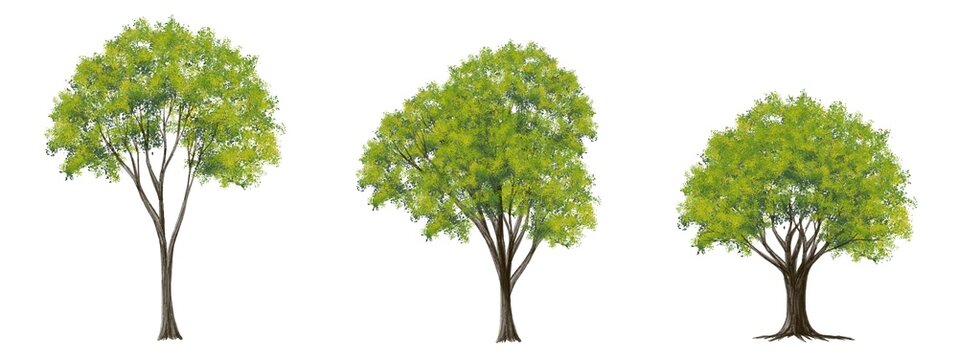 watercolor tree side view isolated on white background  for landscape plan and architecture layout drawing, elements for environment and garden