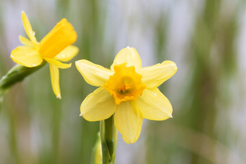  Daffodil flower narcissus or jonquils spring bulbs