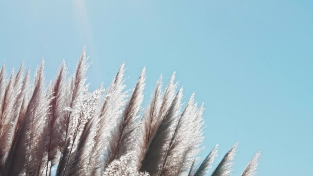 arundo donax thicket on a summer day