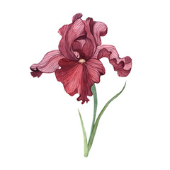 Watercolor iris, red iris,botany, handmade, suitable for postcards