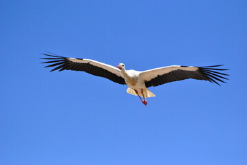 stork in the sky 