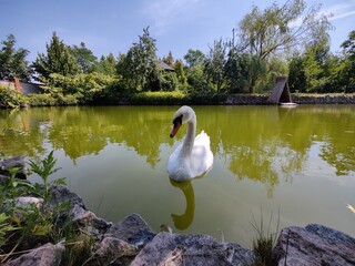 swan on the pond