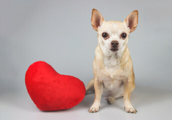 brown Chihuahua dog sitting with red heart shape pillow on white background, looking at camera, isolated.  Valentine's day concept.