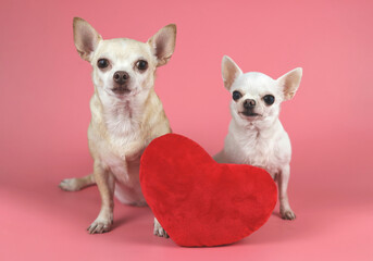 two different size Chihuahua dogs sitting  with red heart shape pillow on yellow background.  Valentine's day concept.