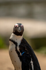 Fototapeta premium Pingouin