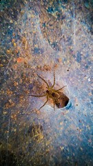 spider on the ground