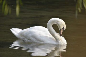 Elegant swan gliding lazily on a warm day. 