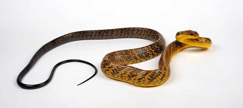 Yellow-bellied puffing snake // Gelbkehl-Zischnatter, Gelbhals-Baumschlange (Pseustes sulphureus)