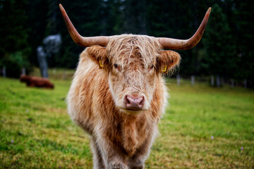 Scottish Cow. Trentino Alto Adige.