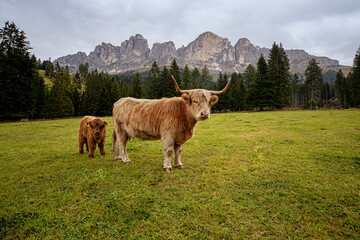 Fototapeta na wymiar Scottish Cow. Trentino Alto Adige.
