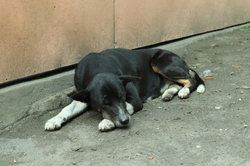 a black dog sleeping