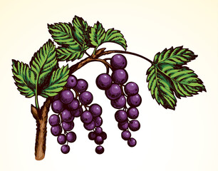Currants on branch. Vector drawing
