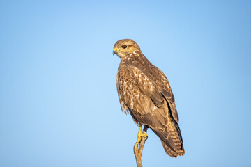 A Common buzzard (Buteo buteo) Perched. It is a medium-to-large bird of prey which has a large range. A member of the genus Buteo, it is a member of the family Accipitridae