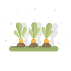 Vector illustration with ripe grown carrots.