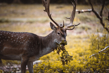 Naklejka na ściany i meble Wild deer living in a Danish forest
