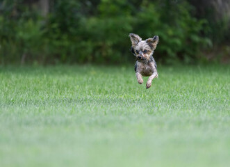 Yorkshire Terrier in action