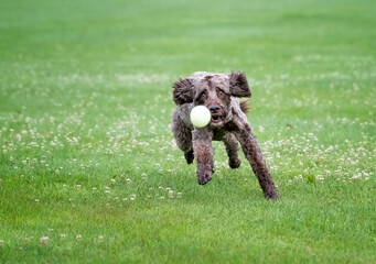 puppy dog playing with ball