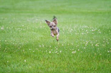 Yorkshire Terrier flying over the grass