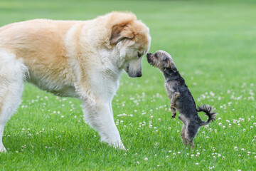 Small dog kissing big dog