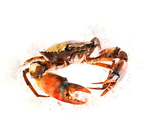 Crab on white Background in watercolor painting style and free clipping path for Seafood content
