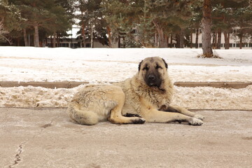 Turkish Kangal dog sits on street surrounded by snow.
It's a Homeless dog; stray dog.
Animals in...
