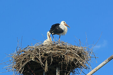 storks in their nest	