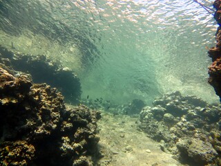 coral reef and diver