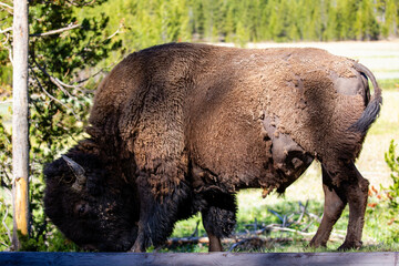 American Bison (Bison bison) in Yellowstone national Park in the springtime