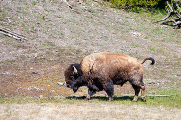 American Bison (Bison bison) in Yellowstone national Park in the springtime walking