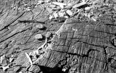 Beautiful wooden fracture old oak, natural texture close up