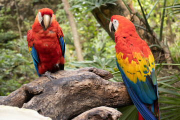 Pair of macaws ara macao, both looking sexy with their beautiful and multicolored typical of the Amazon and the jungles of Central America, from countries such as Honduras, Colombia, Mexico...