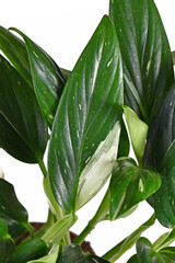 Obraz premium Close up of exotic 'Monstera Standleyana' houseplant leaf with white variagated spots on white background