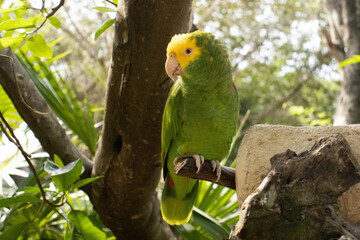 Adorable green and yellow parrot or king parrot the famous amazona oratrix, which with its colorful plumage embellishes the Amazon jungle in South America, being part of that exotic fauna.