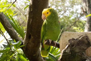 Fototapeten Adorable green and yellow parrot or king parrot the famous amazona oratrix, which with its colorful plumage embellishes the Amazon jungle in South America, being part of that exotic fauna. © Lifes_Sunday