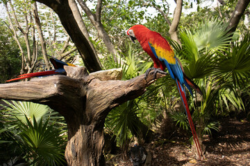 Nice pair of macaws of the species ara macao, typical in the jungles of the tropics and the continent of America, typical bird of Costa Rica, Honduras, Colombia, Mexico and much of Central America.
