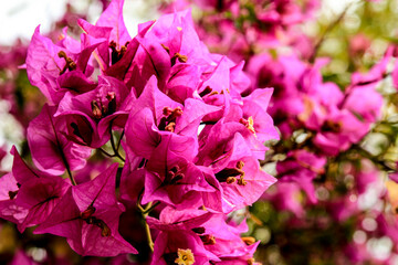 Pink bougainvillea glabra flowers in the garden