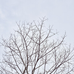 tree in late autumn, no leaves, many birds on the tree.