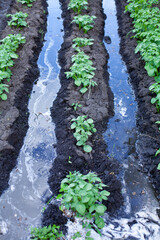 large vertical photo. summer time. watering potatoes in the garden. irrigation system for garden beds. growing potatoes.