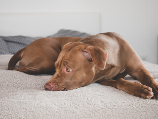 Lovable, pretty puppy of brown color. Close-up, indoors, studio photo. Day light. Concept of care, education, obedience training and raising pets