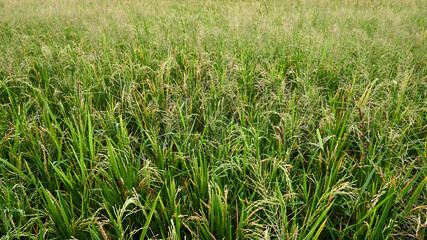 Ripe ricefield ready for harvest