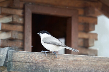 Tit at the wooden bird house. Winter feeding in snow and frost. Great tit (Poecile montanus, Weidenmeise). Shelter for animals and songbirds.