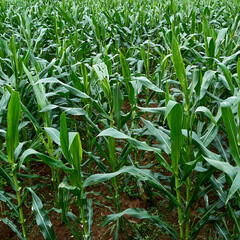 perfect green cornfield. Cultivated fields. photo wallpapers. Minimalist view. Earth's beauty.
