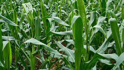 perfect green cornfield. Cultivated fields. photo wallpapers. Minimalist view. Earth's beauty.