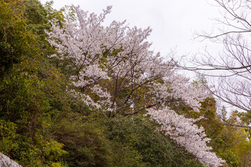 京都・醍醐寺の桜