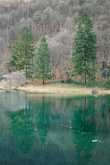 Trois arbres se reflétant sur le lac de Bethmale